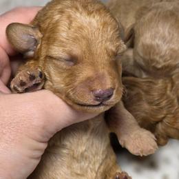 Sky ( Toy Poodle) - Apricot male Poodle puppy in West Point, Mississippi from Golden Paws