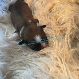 Shih Tzu Puppies from Seaside Shih Tzu Cottage