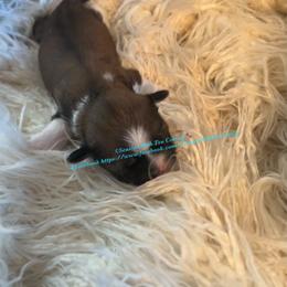 Shih Tzu Puppies from Seaside Shih Tzu Cottage