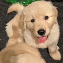 Golden Retriever Puppies from Sandy's Golden Pups