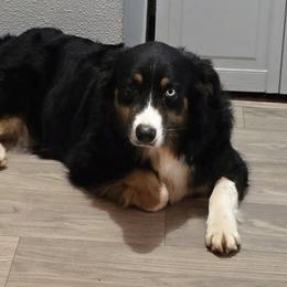 Katrina - Australian Shepherd