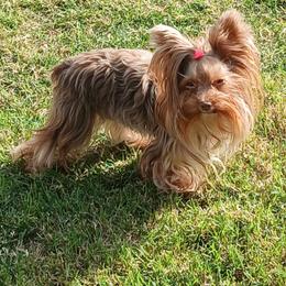 Phoenix - Yorkshire Terrier
