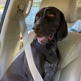 Luna - German Shorthaired Pointer