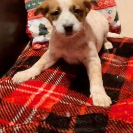 Australian Cattle Dogs and Beagles from McMillan Family Kennels