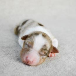 Sage - Red merle female Australian Shepherd puppy in Aberdeen, North Carolina from Huckleberry Hill Aussies LLC.