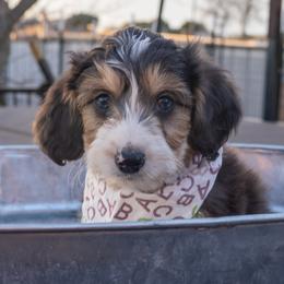 Ezra - Red tri-color male Miniature American Shepherd puppy in Crowley, Texas from Nelson's Aussies and Aussiedoodles