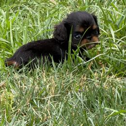 Fauna - Black and tan female English Toy Spaniel puppy in Pennsylvania from Enchanting Charlies