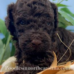Larry - Brown male Poodle puppy in Greenville, North Carolina from Grace Poodles