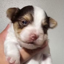 Woody - Parti male Yorkshire Terrier puppy in Hamilton, Ohio from Purebred Yorkies of Ohio