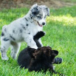 Australian Shepherd Puppies from Crown C Aussies