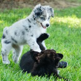 Australian Shepherd Puppies from Crown C Aussies
