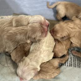 1st pick girl - Dark golden female Golden Retriever puppy in Clay Center, Nebraska from Storm Chasers- Golden Retrievers & Basset Hounds