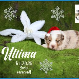 Ultima - Red merle male Miniature Australian Shepherd puppy in Madisonville, Texas from Flying LL Aussies