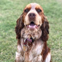 Bree - English Springer Spaniel