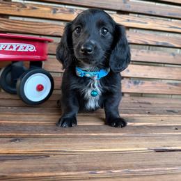 Peppermint - Black female Dachshund puppy in North Ogden, Utah from Liberty Pups by MF Homestead