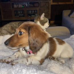 Dachshund Puppies from David cook