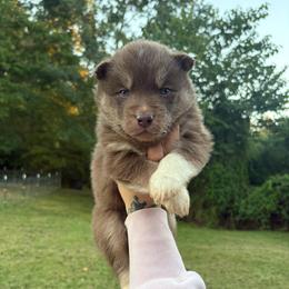 Boy 1 - Red and white male Siberian Husky puppy in Jonesborough, Tennessee from Dry Creek Siberians