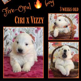 FIRE-OPAL Boy - White male German Shepherd puppy in Apache Junction, Arizona from CS Vista Farms