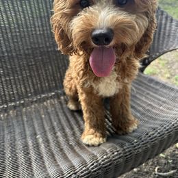 Max - Cavapoo