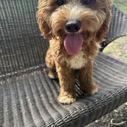 Max - Cavapoo