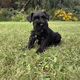 Winston - Black male Miniature Schnauzer puppy in Maynard, Minnesota from Linda Maus