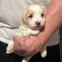 Rocky - Cream male Maltipoo puppy in Santaquin, Utah from Willow & Wag Farm