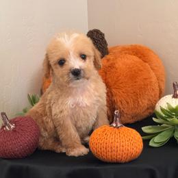 Boy 4 - Apricot male Maltipoo puppy in Bakersfield, California from Silvia's Maltipoos