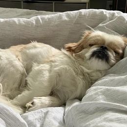 Pekingese from Pekingeseco