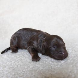 Maple - Chocolate female Goldendoodle puppy in Hobbs, New Mexico from Goldie Locks Golden Retrievers & Doodles