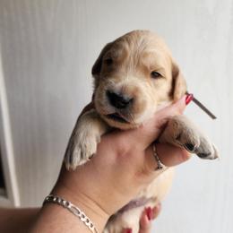 Brown - Golden male Golden Retriever puppy in Lucasville, Ohio from Halo Kennels