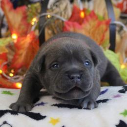 Red Collar - Blue brindle male American Bully puppy in Easton, Maryland from Night Court Bullies