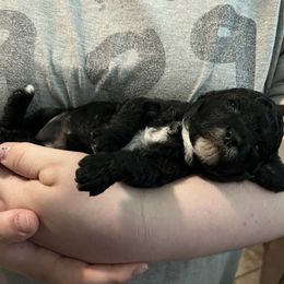 Fury - Black female Poodle puppy in Sherman, Texas from Ruth’s Poodles