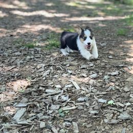 Pembroke Welsh Corgi Puppies from Sunflower Farms