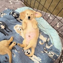 Humble (3500) - Cream male Dachshund puppy in Hensley, Arkansas from The Dachshund Barn