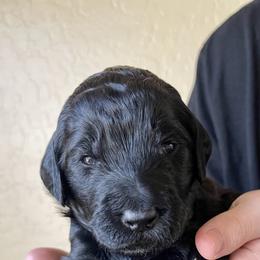 Goldendoodle Puppies from Oodles of Doodles