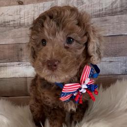 Atlas - Merle male Goldendoodle puppy in Decatur, Texas from Scherrer Sweet Goldendoodles