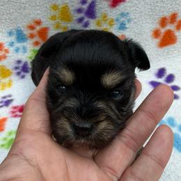 Hei Hei (Hay Hay) - Black and silver male Miniature Schnauzer puppy in Lockney, West Virginia from S&T Kennels