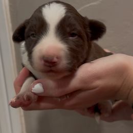Gunner - White and red male Border Collie puppy in North Lakeport, California from Wild Rose Ranch