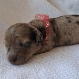 Pinky - Dapple female Dachshund puppy in Alachua, Florida from Asperida Spinoni and Dachshunds