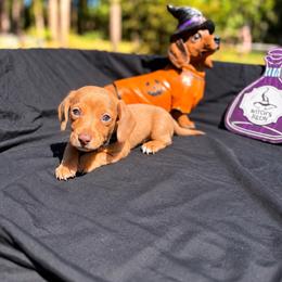 Simba AKC - 2,500 - Chocolate male Dachshund puppy in Indian Trail, North Carolina from Hilda’s Teenie Weenies