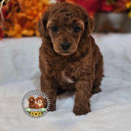 Stella All clear akc - Red  female Poodle puppy in Salem, Missouri from Meadowbrook Poodles