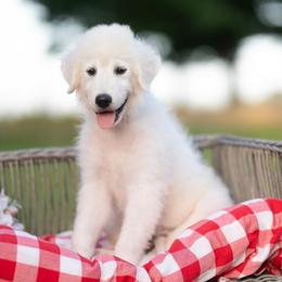 Luca - White male Maremma Sheepdog puppy in Conway, Missouri from 2J 2K Border Collies | Maremma Sheepdogs