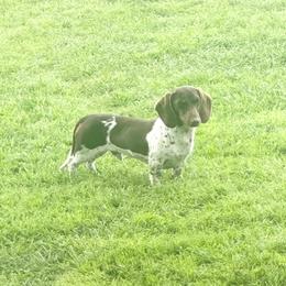 Wally - Dachshund