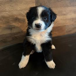 Spook - Black & white female Miniature Australian Shepherd puppy in Gatesville, Texas from Southern Promise Aussie’s