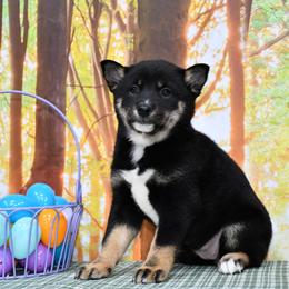Brandy - Black and tan female Shiba Inu puppy in Arcola, Illinois from Highline Puppies