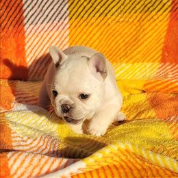 Green collar girl - Cream female French Bulldog puppy in Polk City, Florida from Best Friend Frenchies, LLC