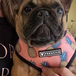 French Bulldog Puppies from Clay Bulldogs