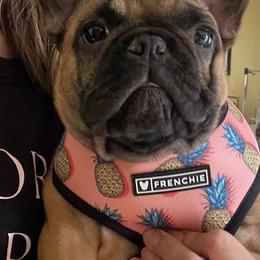 French Bulldog Puppies from Clay Bulldogs