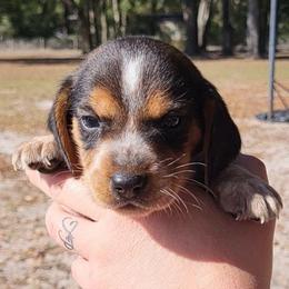 Boy 3 - Black tan and bluetick male Beagle puppy in Bell, Florida from Pridgeon Kennels