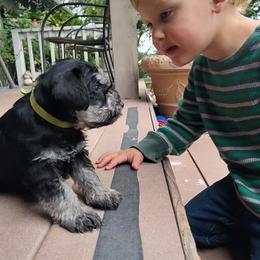 Draco - Black and silver male Miniature Schnauzer puppy in Atascadero, California from Zion Miniature Schnauzers